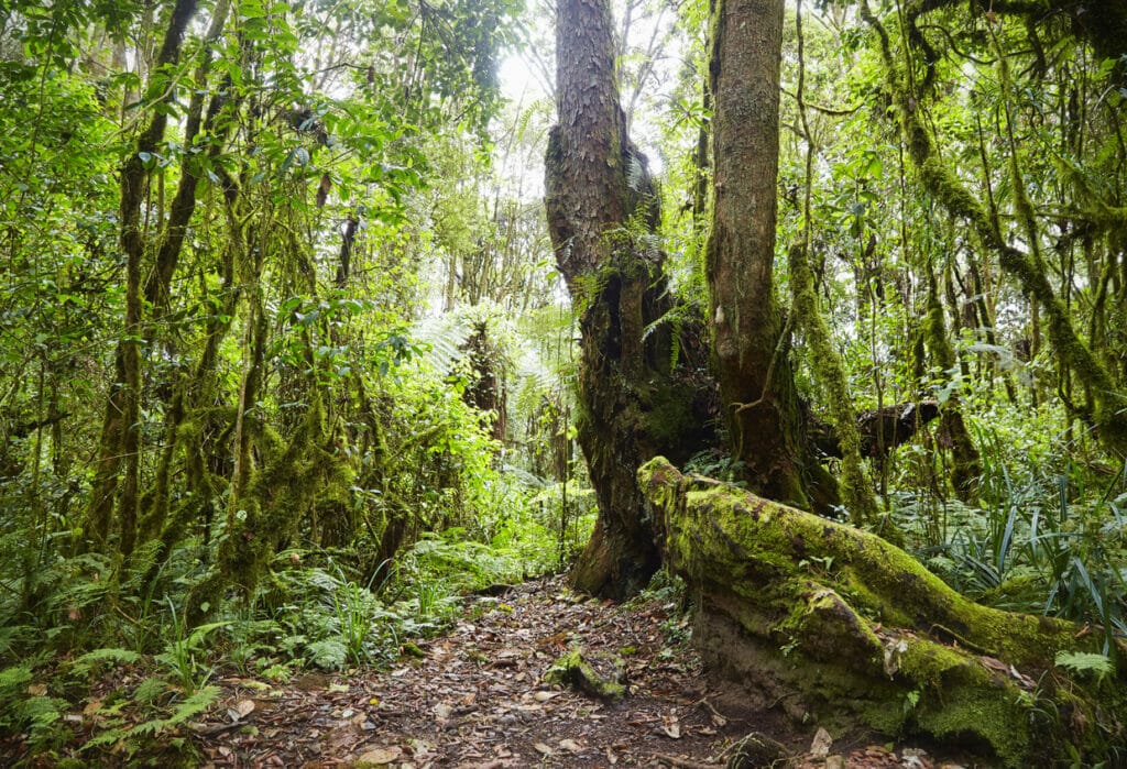 Mount Kilimanjaro & Vacations - Climbing Kilimanjaro