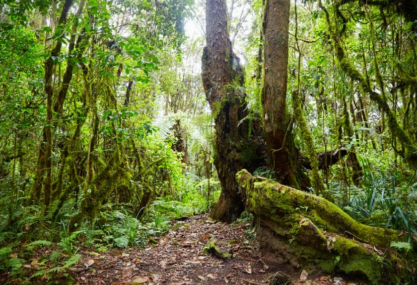 Rainforest on the slopes of Mt Kilimanjaro.