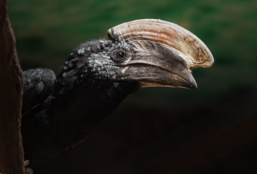 Silvery-cheekd hornbill.