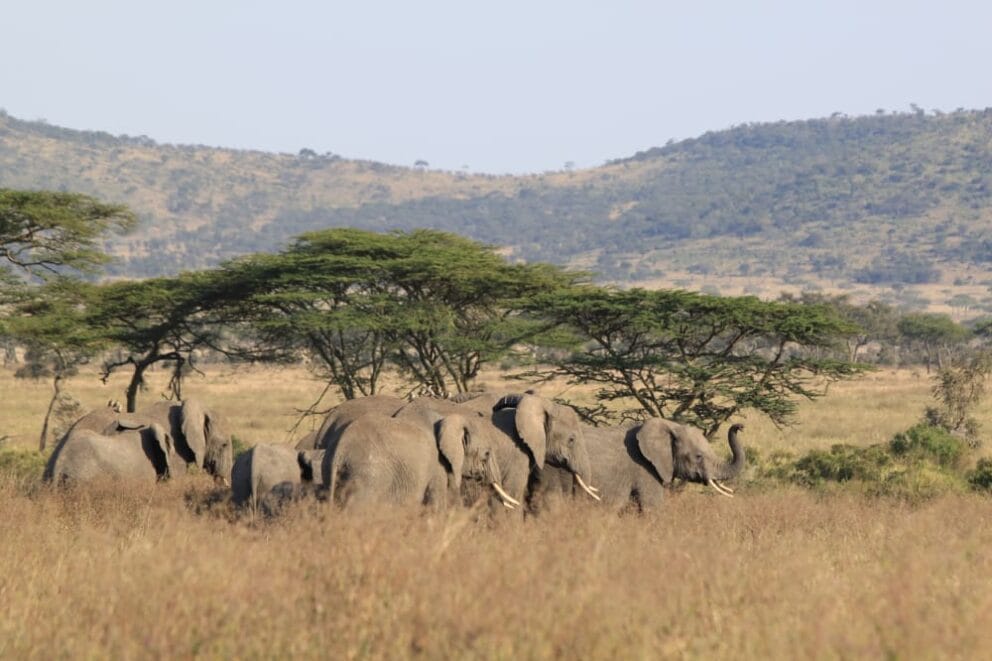 Central Serengeti & Seronera Valley | Discover Africa