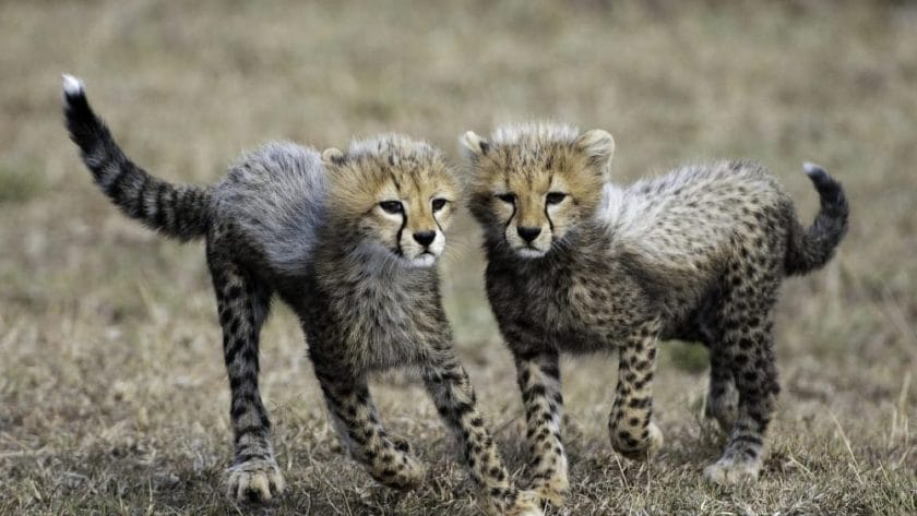 cheetah cubs in the eastern serengeti