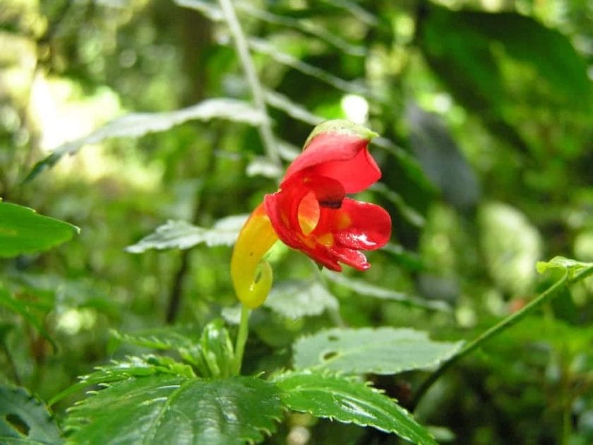 Mount Kilimanjaro's impatiens kilimanjari.