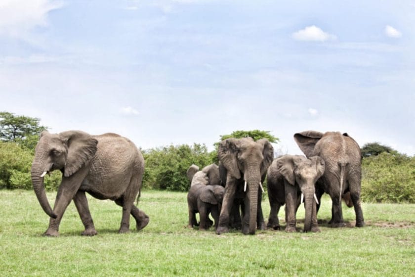 elephants masai mara wildlife safari kenya