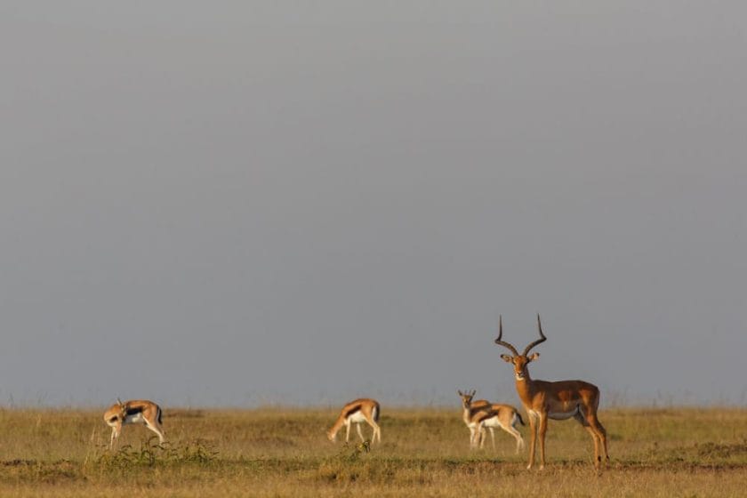wildlife masai mara antelope