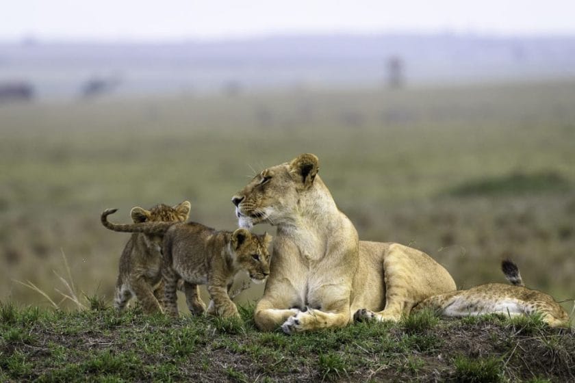 lion and cubs masai mara big cat safari
