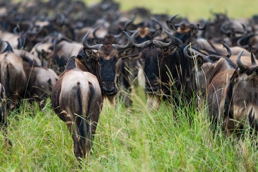 18 things you’ll need to know before booking a Great Wildebeest Migration safari