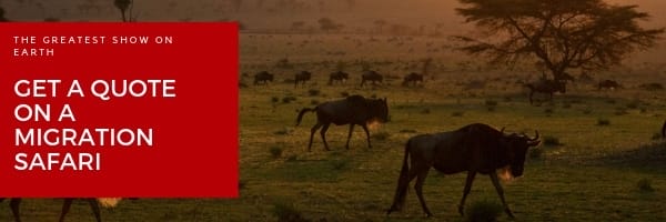 Niarra Travel  The Great Wildebeest Migration FAQ