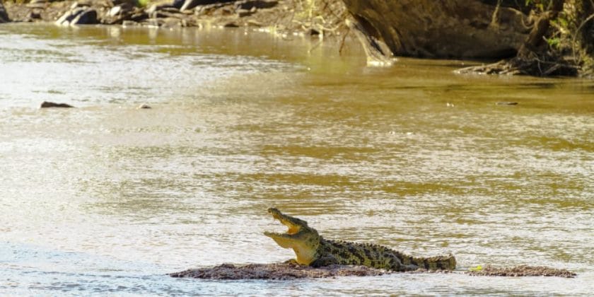 crocodile in the grumeti river