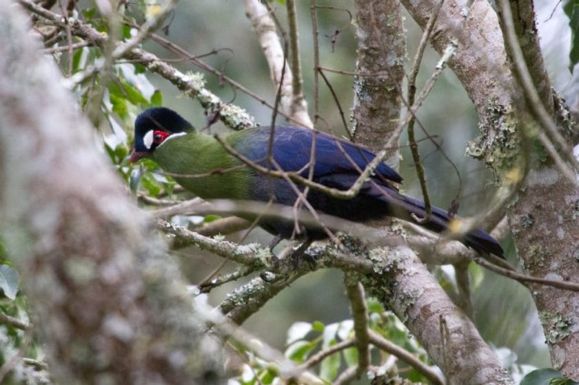 Hautlab's turaco in the rainforests of Mount Kilimanjaro.