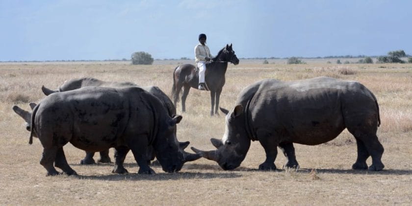 horse back safari rhino tracking