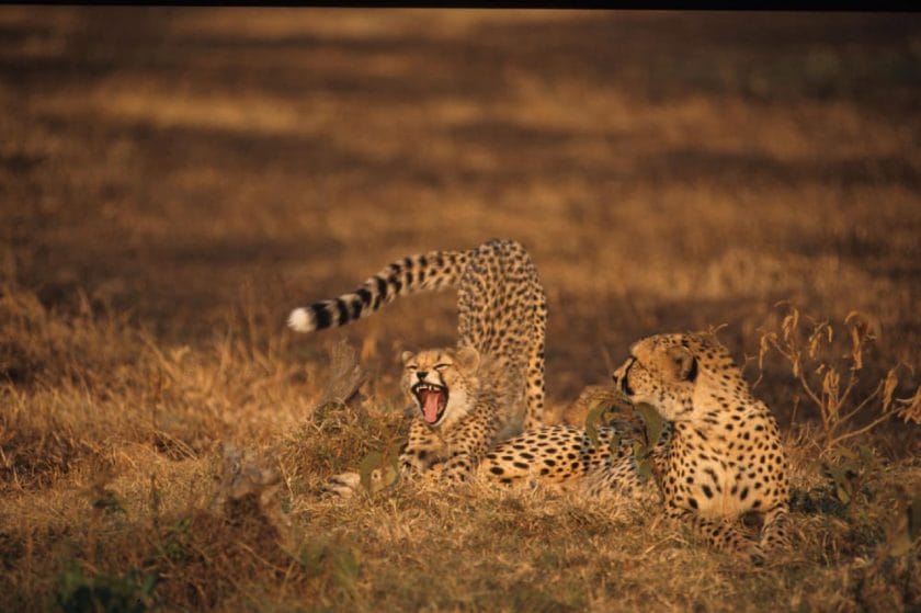 wildlife masai mara cheetah