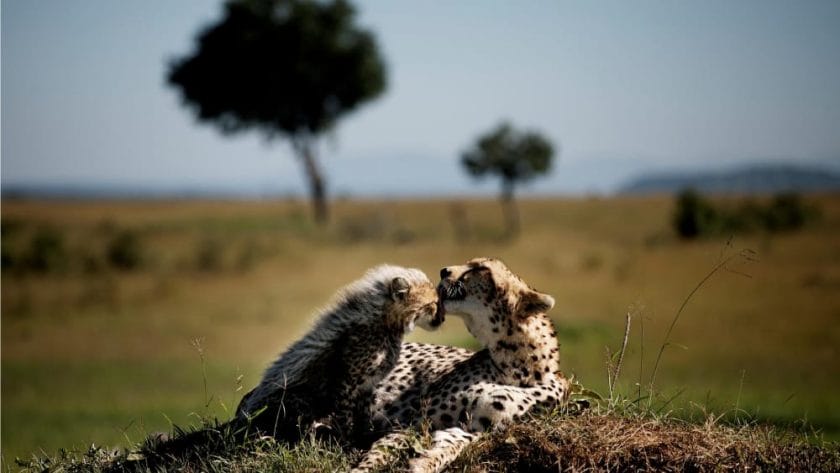 cheetah and cubs masai mara wildlife safari