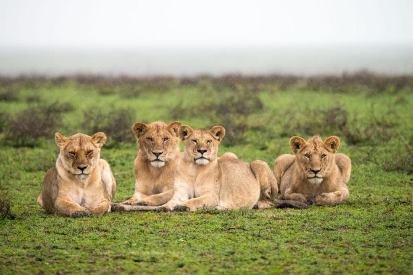 lions in the serengeti tanzania safari