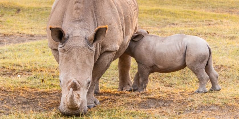 Rhinos at lake nakuru, Kenya