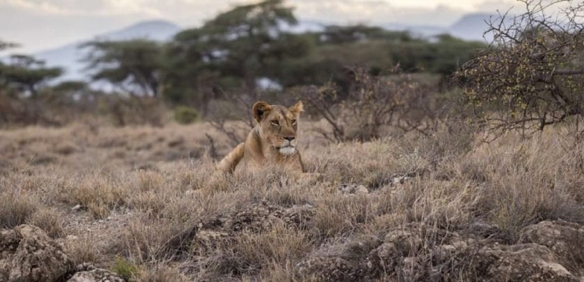 lion stalking wildebeest herds