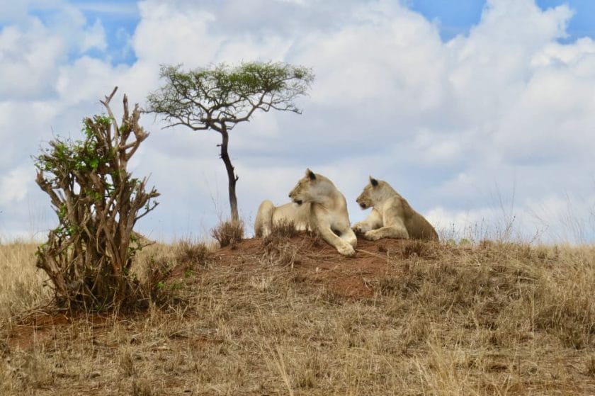 lions in the eastern serengeti tarangire national park