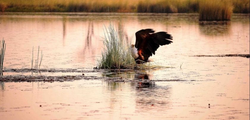 camp xakanaxa okavango delta botswana safari birding