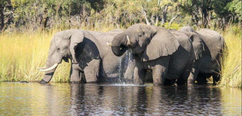 okavango delta botswana safari wildlife elephant