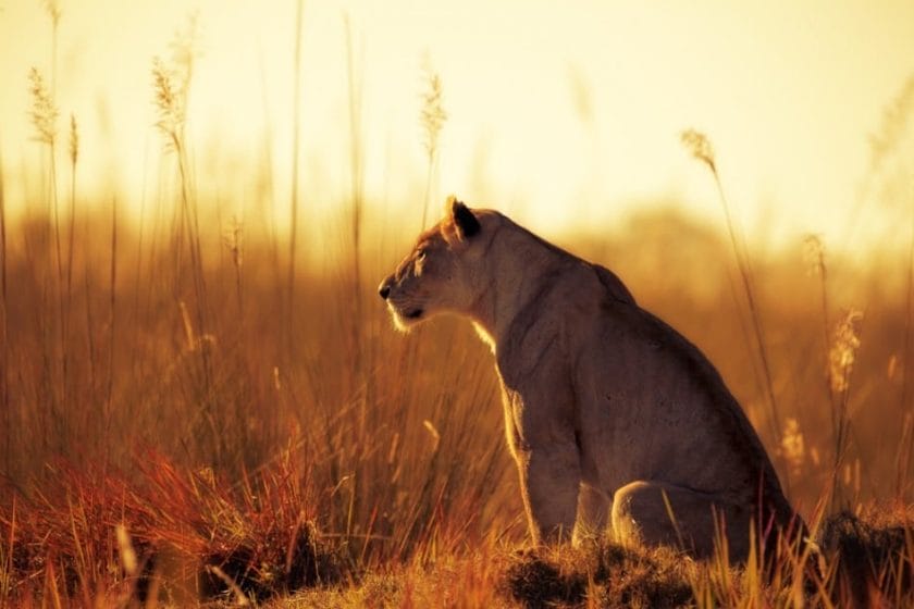 camp xakanaxa wildlife lion okavango delta botswana safari