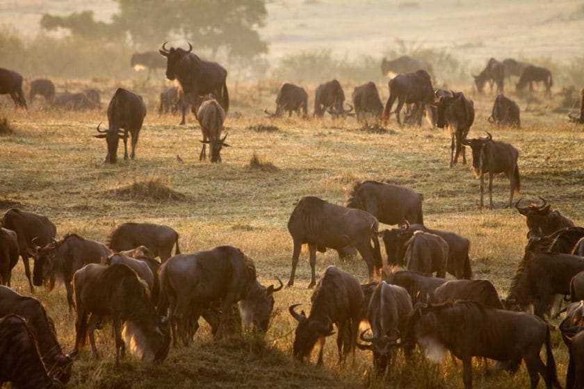 The Loita Migration of wildebeest in Kenya.