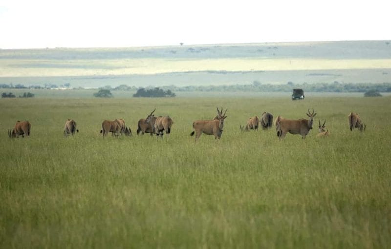 Kenya safari game drive Masai mara