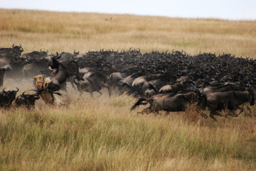 lion hunt wildlife masai mara