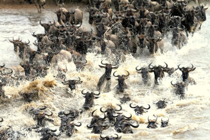 Wildebeest herd crossing the Mara River into Masai Mara National Reserve.