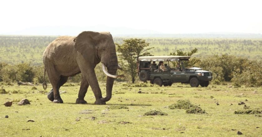 masai mara game drive elephant