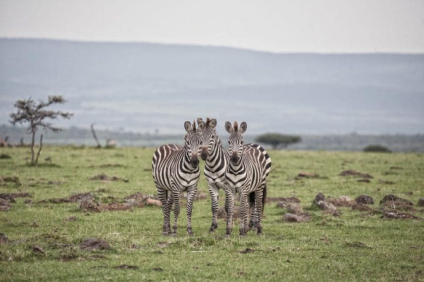 masai mara wildlife zebra