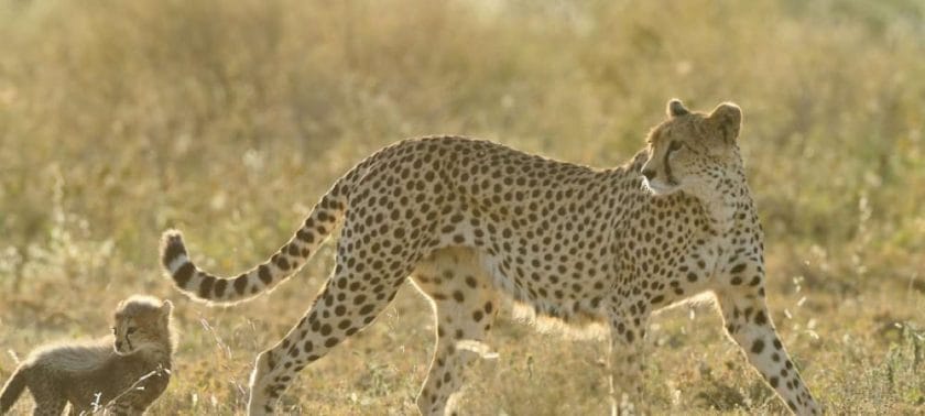 cheetah and cub in ndutu