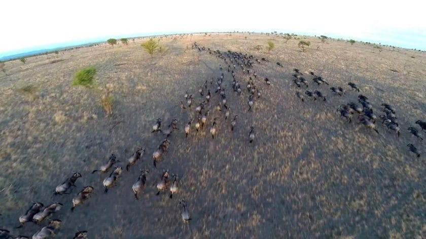 serengeti migration drone footage