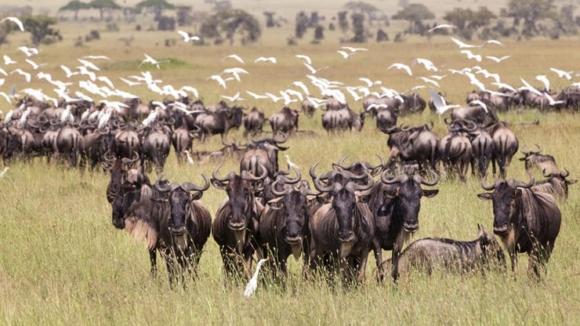 The Great Migration of WIldebeest in Seronera in the Serengeti National Park, Tanzania.