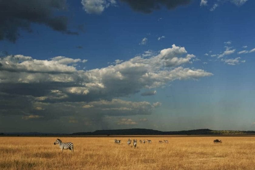 singita sabora camp short rains