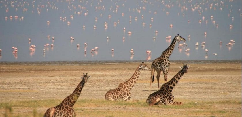 giraffe and flamingos in lake manyara