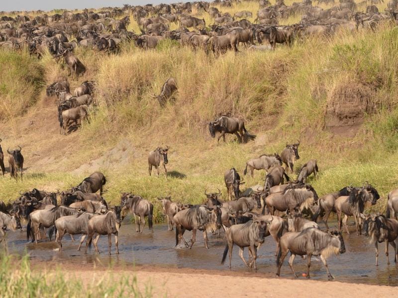 safari masai mara prix