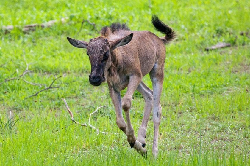 wildebeest calf green season safari serengeti