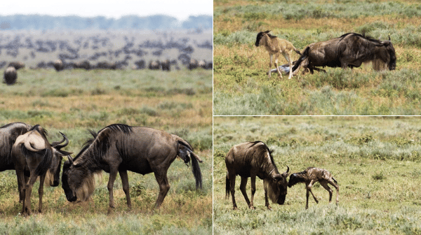 wildebeest-giving-birth