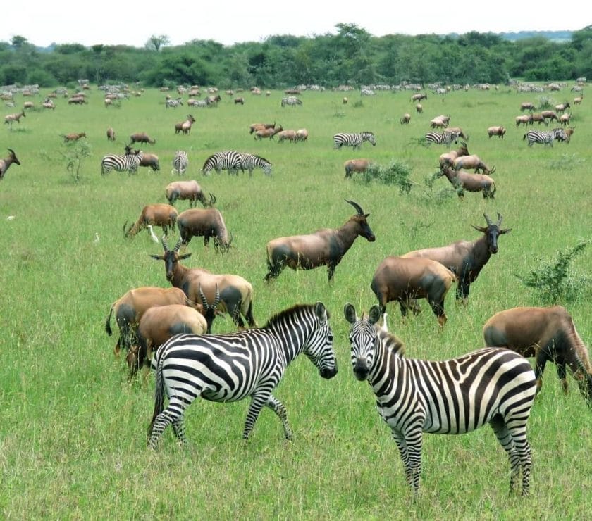 Zebras and topi in the Serengeti