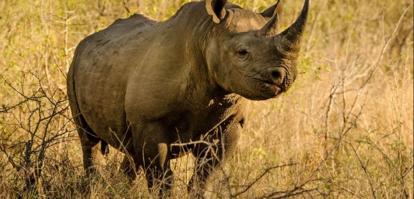 black rhino african safari wildlife