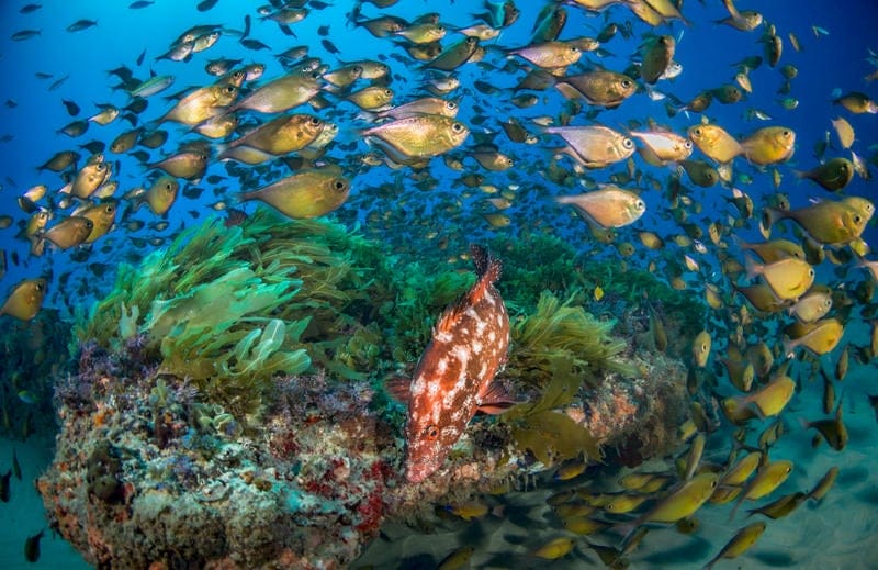 coral reef mozambique diving holiday