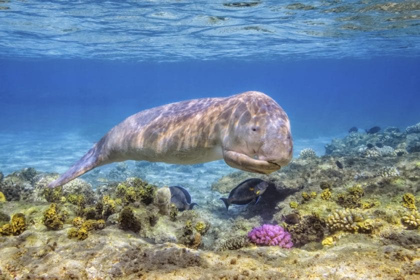 dugong marine life mozambique holiday