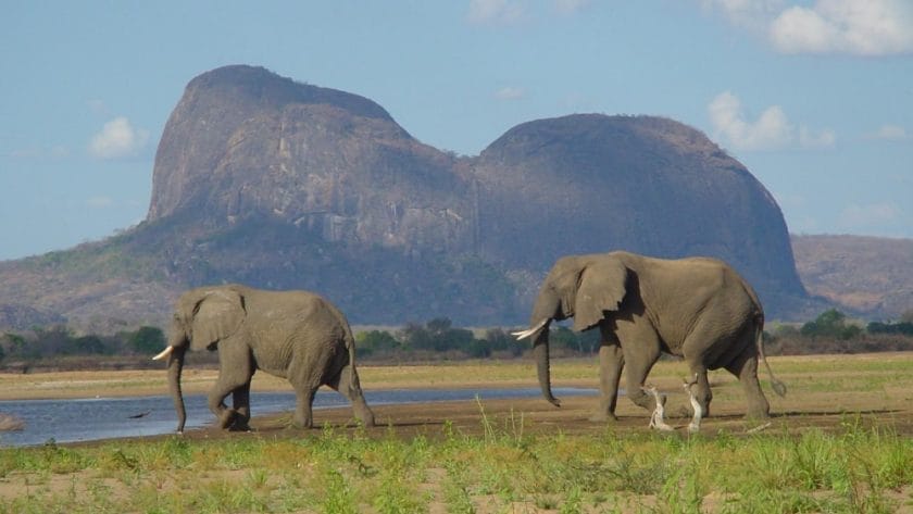 Elephants in Gorongosa National Park, Mozambique.