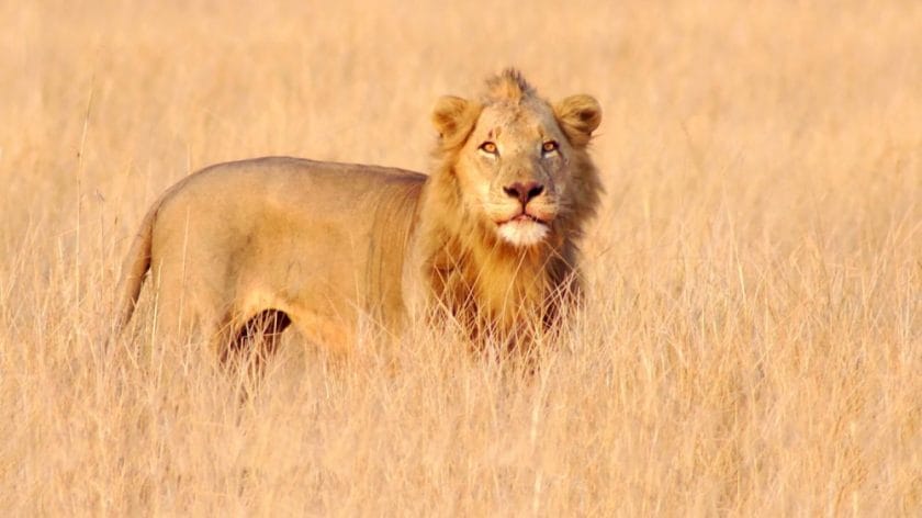 wildlife in gorongosa park lion mozambique holiday