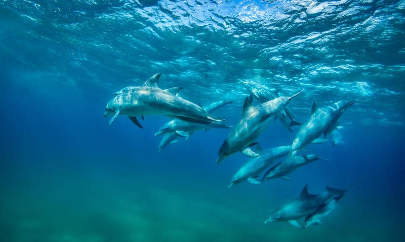 dolphins marine life mozambique holiday