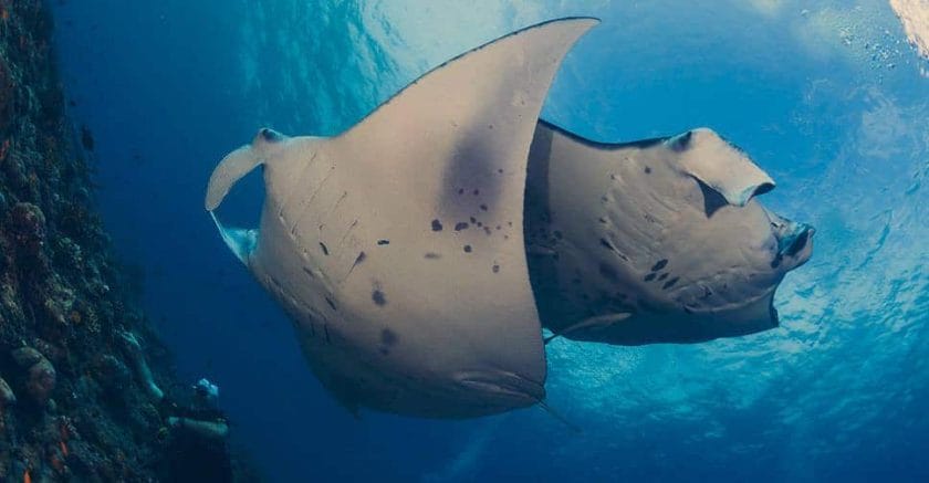 stingray marine life mozambique holiday