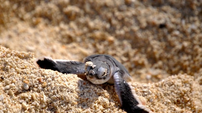 turtle marine life mozambique