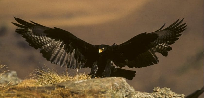 verreaux's eagle african safari bird tour