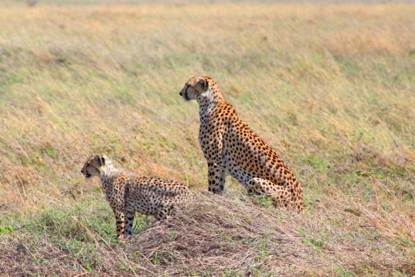 cheetah pair wildlfie ngorongoro crater tanzania safari