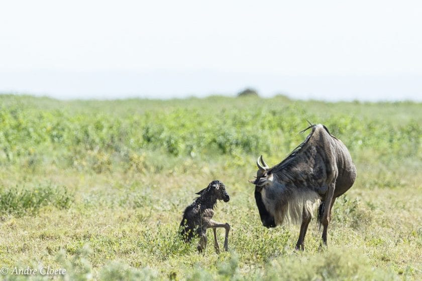 wildebeest migration calving season tanzania safari