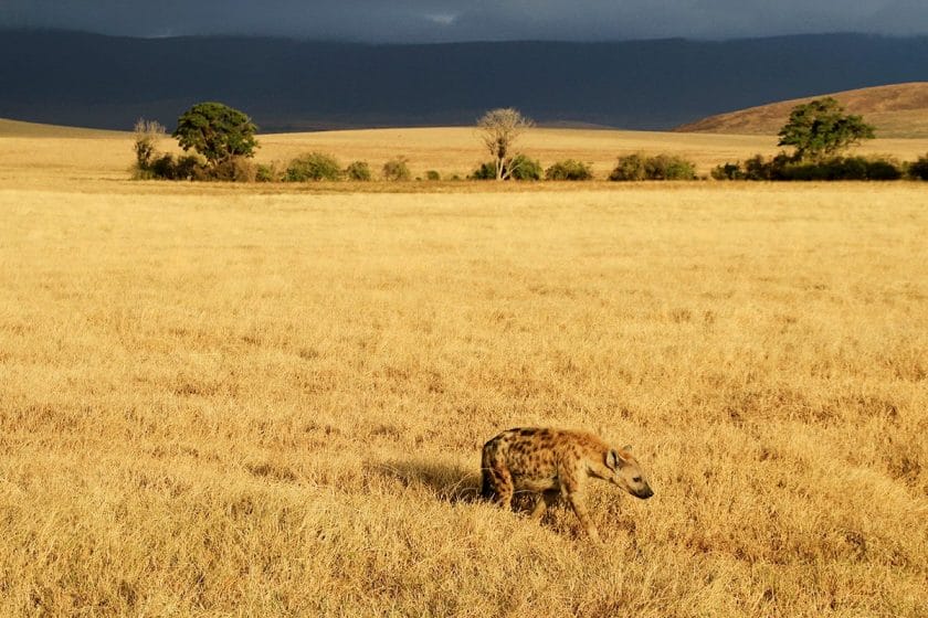 hyena in the serengeti tanzania safari